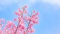 Pink sakura flowers, beautiful Cherry Blossom in nature Royalty Free Stock Photo