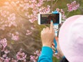 Pink sakura flowers, beautiful Cherry Blossom in nature Royalty Free Stock Photo