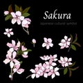 Pink sakura flowers on a black background. Branch with pink almond and cherry blossoms Royalty Free Stock Photo