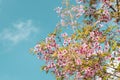 Pink Sakura Flowers is Blossoming in Spring Season, Beautiful Blooming Cherry Against Blue Sky Background. Natural Purity of Royalty Free Stock Photo