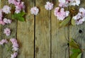 Pink sakura flowers border. Birthday, Mother`s day, Valentine`s Day, March 8, Wedding card or invitation. Floral decorative fram Royalty Free Stock Photo