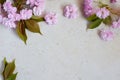 Pink sakura flowers border. Birthday, Mother`s day, Valentine`s Day, March 8, Wedding card or invitation. Floral decorative fram Royalty Free Stock Photo