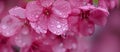 pink sakura flowers with dew drops on petals, cherry blossoms in spring. macro photography. Place for text Royalty Free Stock Photo