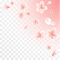 Pink Sakura flowers and flying petals isolated on transparent Pink gradient background. Cherry blossoms. Vector