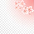 Pink Sakura flowers isolated on transparent gradient background. Flowers of apple. Cherry blossoms. Vector