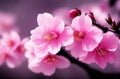 Pink Sakura Flowers Macro Nature: Blooming Cherry Blossom in Spring.