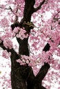 Pink sakura flowers in Osaka, Japan Royalty Free Stock Photo
