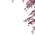 Pink Sakura Frame Cherry Blossom. Realistic 3D Render. Isolated On White Background