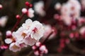 pink sakura full bloom or cherry blossom Royalty Free Stock Photo