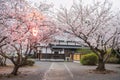 pink sakura full bloom and light up at Asahigaoka park, Kashima