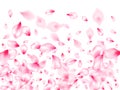 Pink sakura petals confetti flying and falling