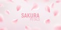 Pink sakura petals falling flower vector background. Romantic blossom sakura flower petals