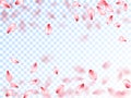 Pink sakura petals falling vector graphics.