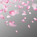 Pink sakura petals. Realistic pink falling cherry petals, spring blossom tree. Romantic floral decoration japanese