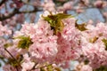 Light pink sakura with red stamen blossom in sunny day Royalty Free Stock Photo