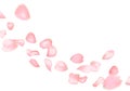 Pink sakura or rose falling petals