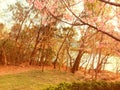 Pink Sakura on sky background. Brown and yellow leaves on deciduous trees around river.