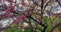 Pink sakura tree blooming against green grass. Closeup cherry blossom in park.