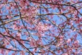 Pink sakura tree