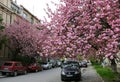 Pink sakura trees on the street of Uzhgorod, Ukraine