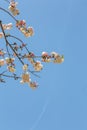 Pink Sakura with blue sky