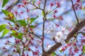 Pink Sakura with blue sky