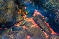 Salmon Eggs in the Adams River, BC, Canada Royalty Free Stock Photo