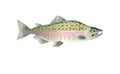 Pink salmon fish. Vector illustration optimized from to be used in small sizes in packaging design, decoration, educational graphi Royalty Free Stock Photo