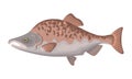 Pink salmon fish on white background, seafood Royalty Free Stock Photo