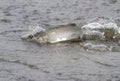 Pink salmon floating along the shallow mouth of the river during Royalty Free Stock Photo