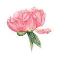 Pink, salmon peony watercolor botanical illustration isolated on white background