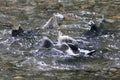 Pink Salmon Spawning Royalty Free Stock Photo