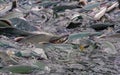 Pink salmon stacked up at the hatchery wier at Solomon Gulch Royalty Free Stock Photo