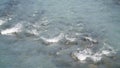 Pink salmon swimming in the North Pacific Ocean at the Port of Valdez in Alaska