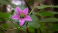 Pink salmonberry flower in full bloom Royalty Free Stock Photo