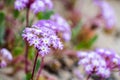 Pink Sand Verbena Abronia umbellata wildflowers blooming on the coast of the Pacific Ocean, Santa Cruz, California Royalty Free Stock Photo