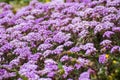 Pink Sand Verbena Abronia umbellata wildflowers blooming on the coast of the Pacific Ocean, Santa Cruz, California