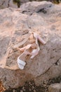 Pink sandals on a large stone in nature. Royalty Free Stock Photo