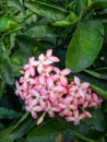 Pink santan flower