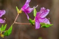 Pink Satsuki azalea flower blooming in nature.