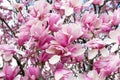 Pink Saucer Magnolia blooms in Washington DC