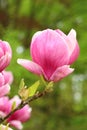 The pink saucer magnolia in blossom