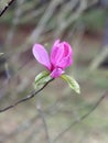 Pink saucer magnolia tree flower bloom