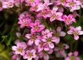 Pink Saxifraga Welsh rose flowers growing in a rockery, alpine garden