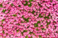Pink saxifrage Arends