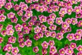 Pink saxifrage Arends Royalty Free Stock Photo