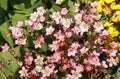 Pink Saxifrage arendsii flowers Royalty Free Stock Photo