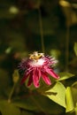 Pink Scarlet flame red passionflower called Passiflora miniata Royalty Free Stock Photo