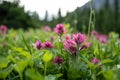 Pink Scarlet Paintbrush in focus in front of blury wildflower