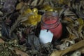 Pink scented candle in a glass jar on a background of dried flowers. brown color, fragrant